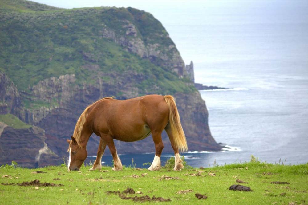 隠岐島の摩天崖の馬