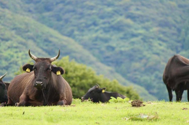 隠岐島の摩天崖の牛