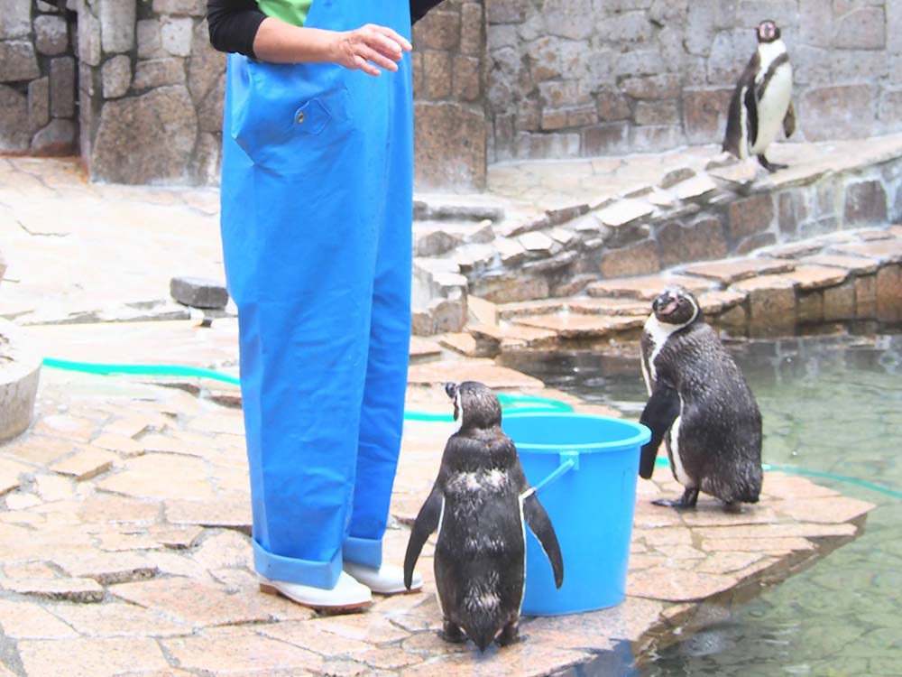 「行船公園」の自然公園のペンギン