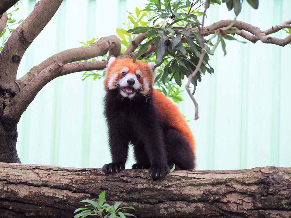 「行船公園」の自然公園のレッサーパンダ