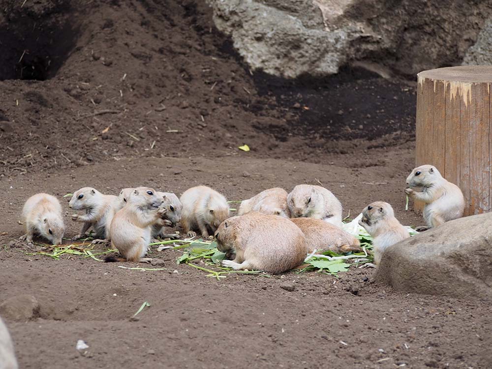 「行船公園」の自然公園のプレーリードッグ