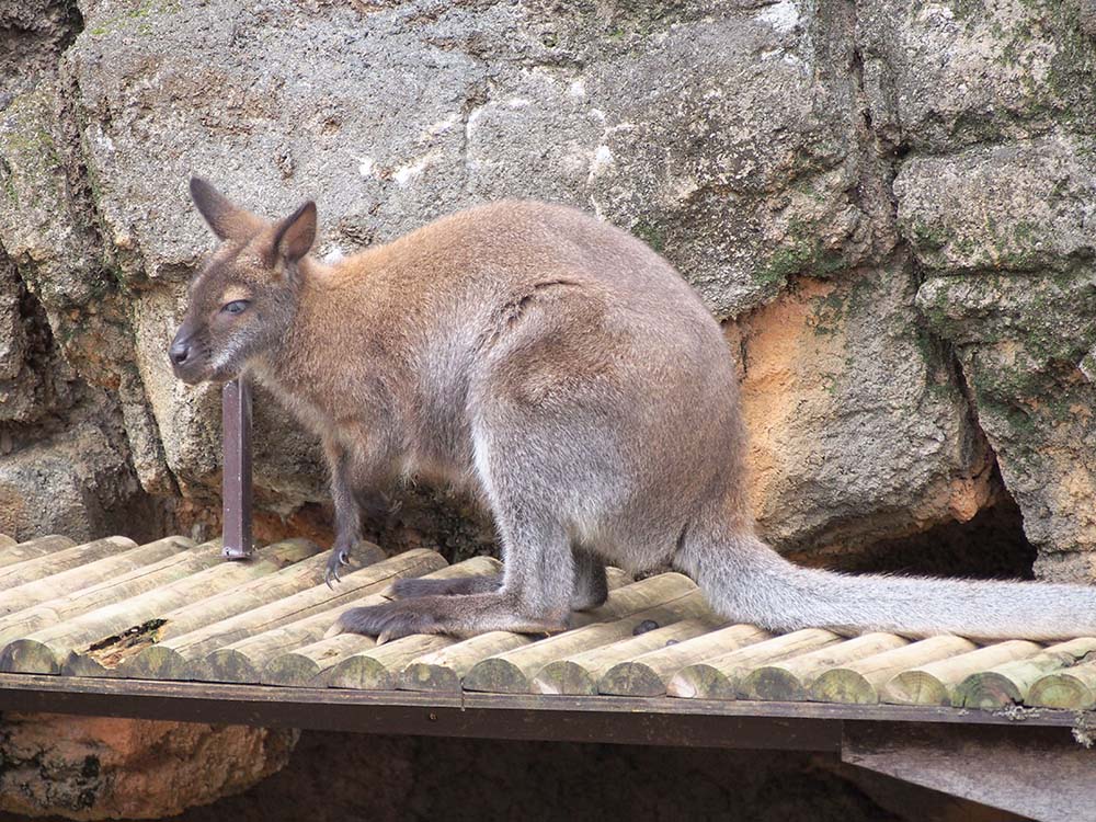 「行船公園」の自然公園のワラビー