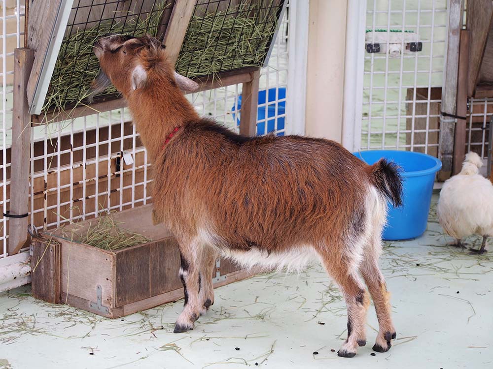 「行船公園」の自然公園のふれあいタイムの模様