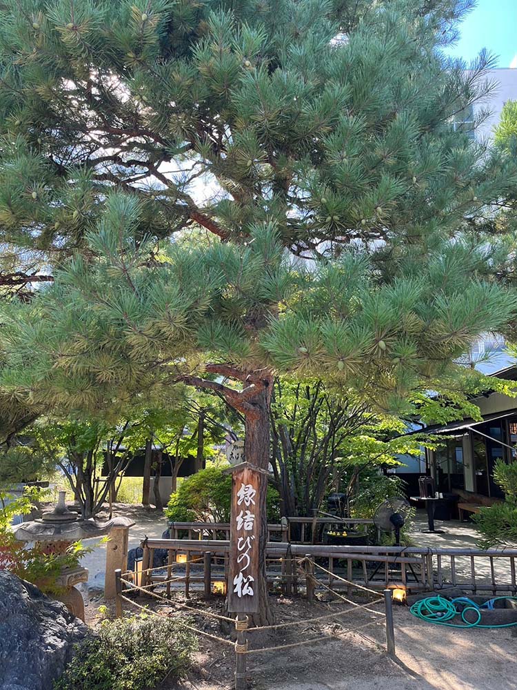 長野県松本の四柱神社の結びの松