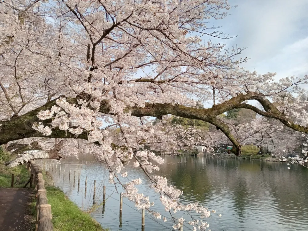 井の頭恩賜公園