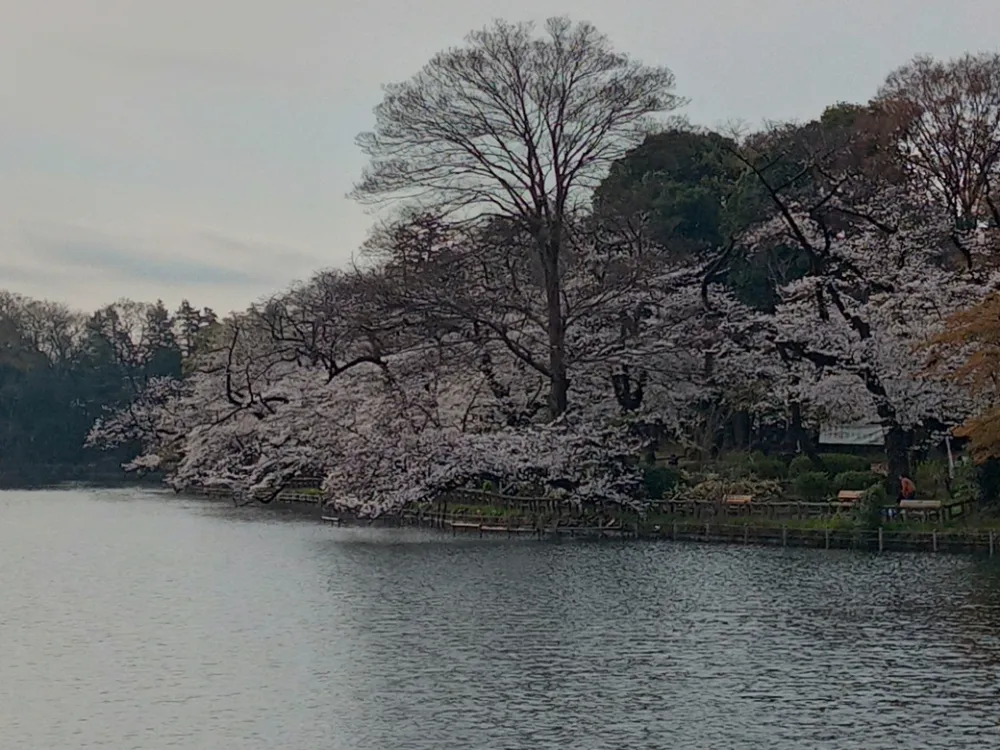 井の頭恩賜公園