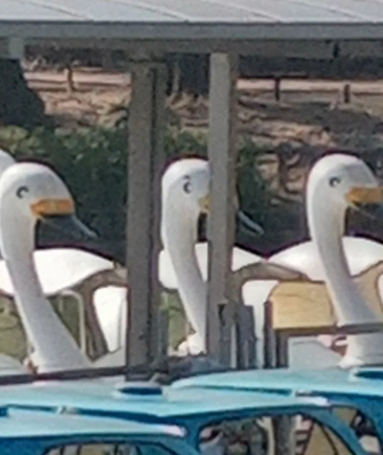 井の頭恩賜公園のボート