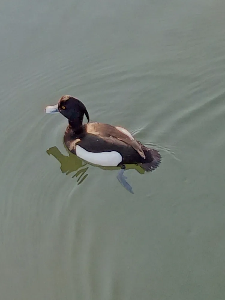 井の頭恩賜公園の水鳥