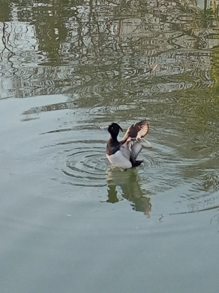 井の頭恩賜公園の水鳥