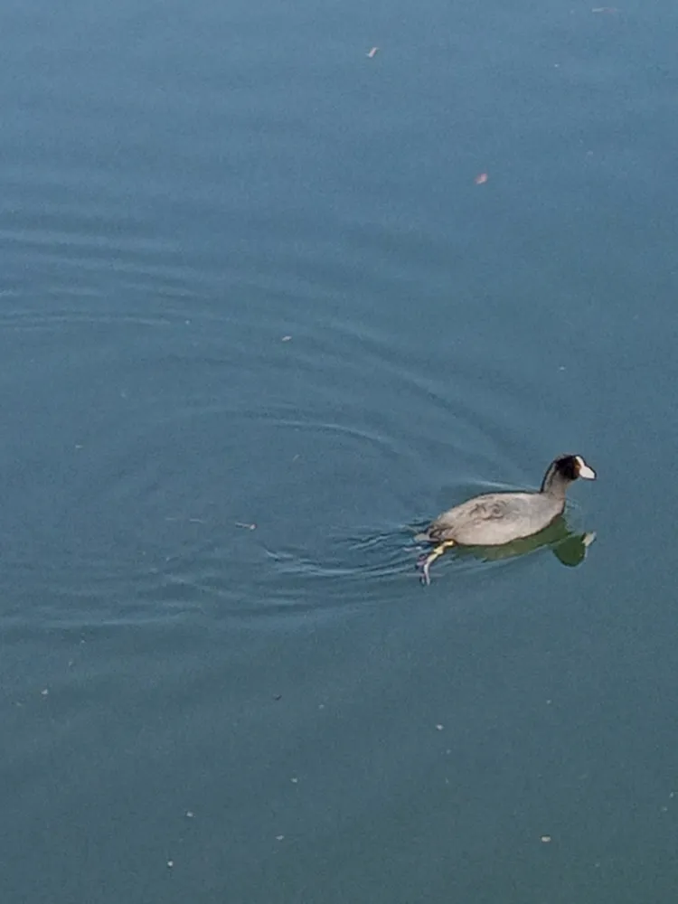 井の頭恩賜公園の水鳥